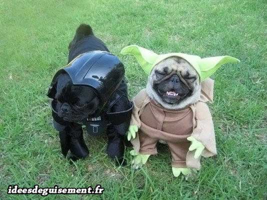 Costume of Dark Vador and Yoda
